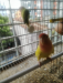 Love bird